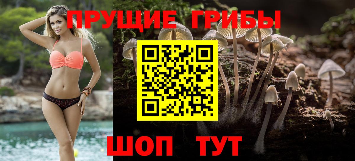 Псилоцибиновые грибы Psilocybe Вышний Волочёк